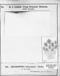 Cheirospora botryospora image